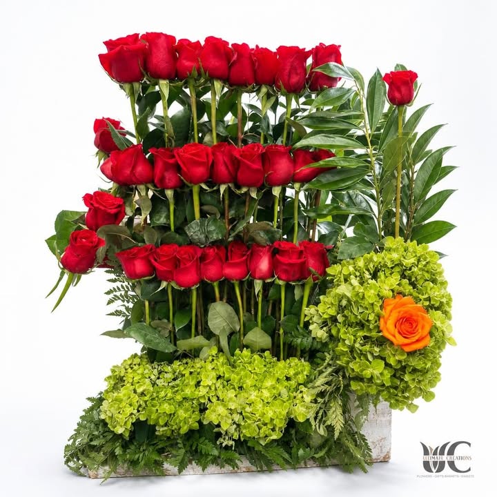 Rows of red roses with green clustered blooms and leafy foliage
