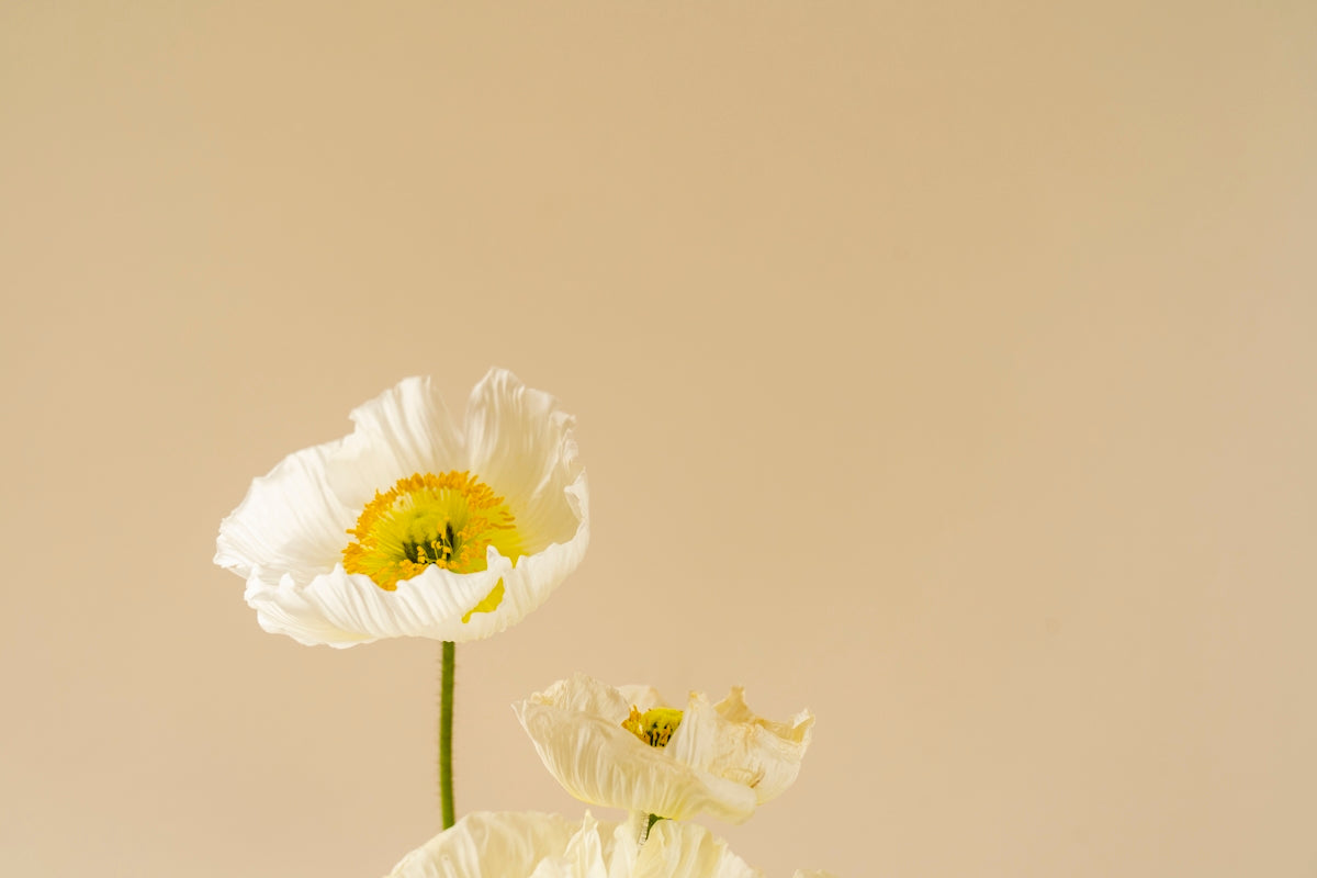 white flower with green stem